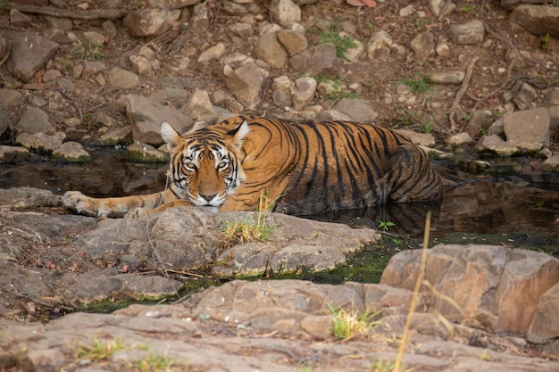 Foto gratuita tigre en su hábitat natural