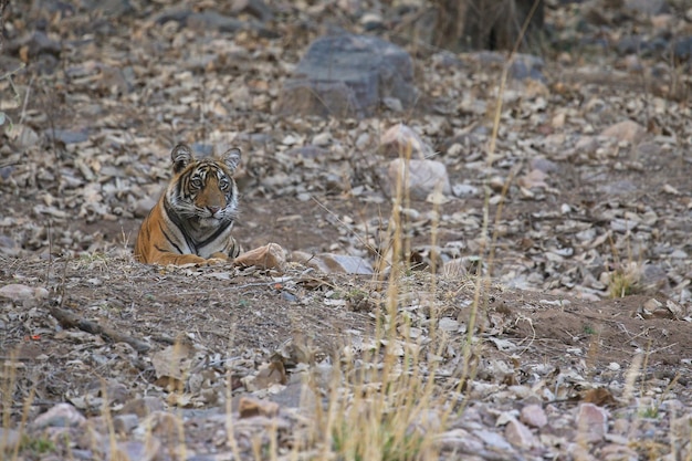 Foto gratuita tigre en su hábitat natural