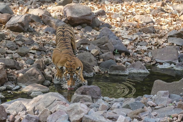 Foto gratuita tigre en su hábitat natural