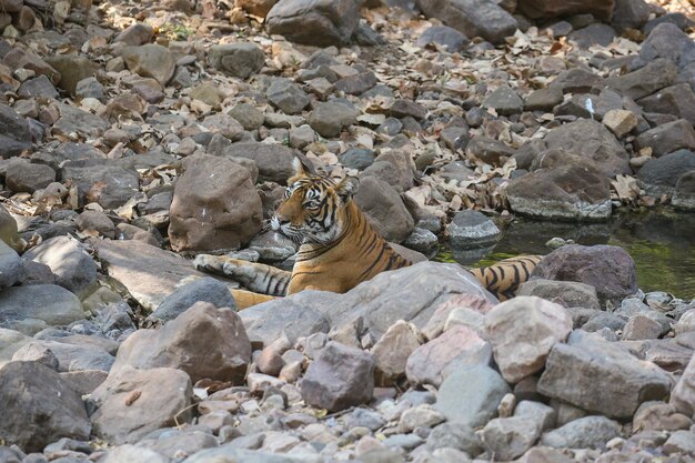 Tigre en su hábitat natural