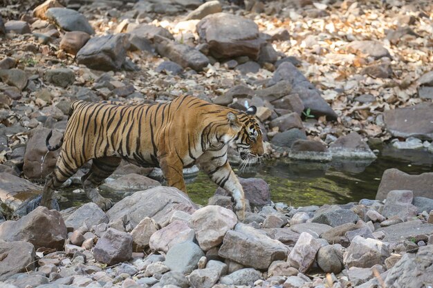 Tigre en su hábitat natural