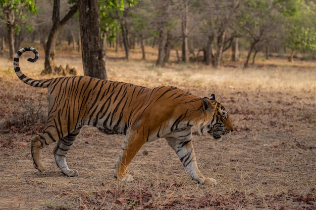 Tigre en su hábitat natural