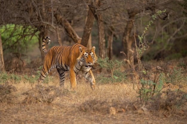 Foto gratuita tigre en su hábitat natural