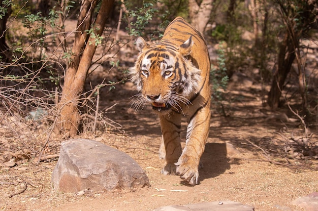 Tigre en su hábitat natural