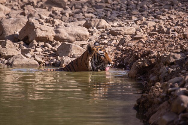 Tigre en su hábitat natural