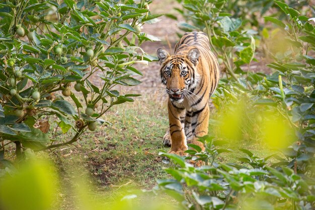 Tigre en su hábitat natural