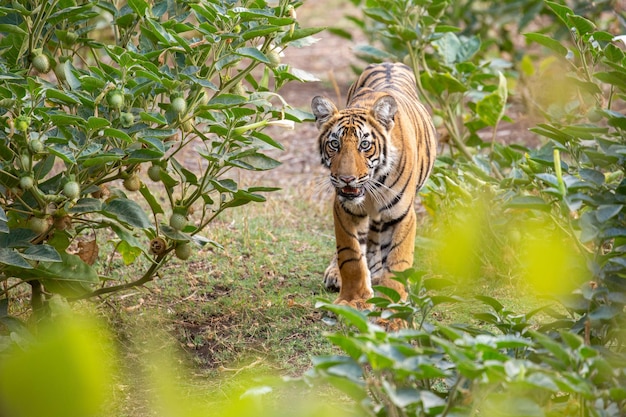 Tigre en su hábitat natural