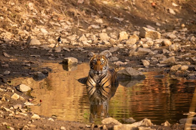 Tigre en su hábitat natural