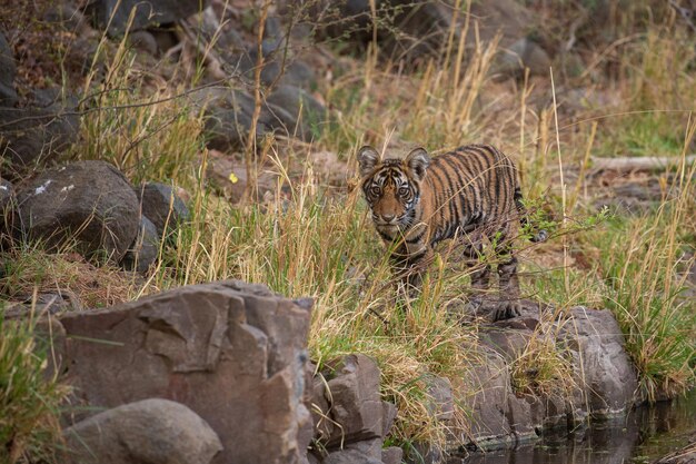 Tigre en su hábitat natural