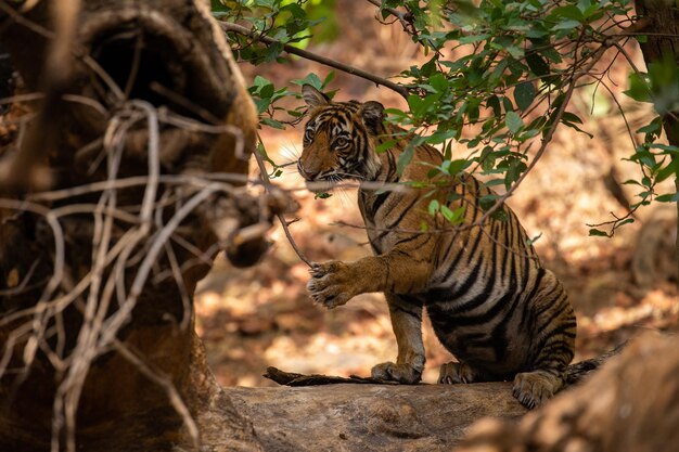 Tigre en su hábitat natural