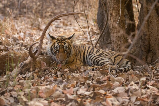 Tigre en su hábitat natural