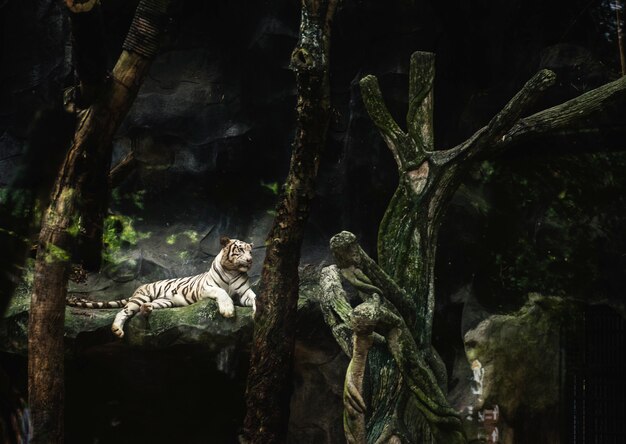 Tigre tumbado en el zoológico