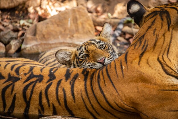 Tigres en su hábitat natural