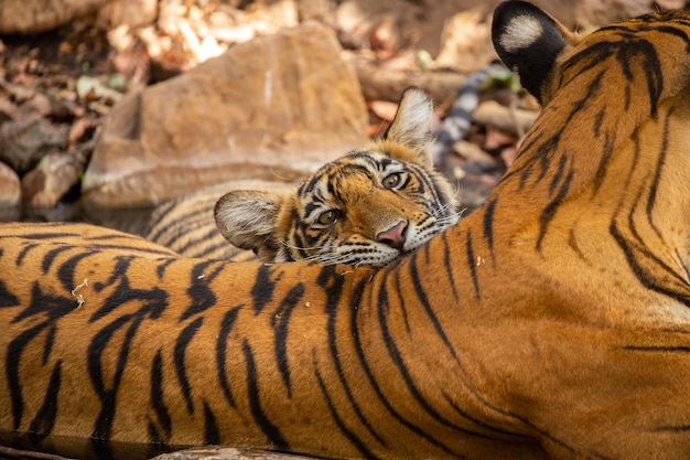 Tigres en su hábitat natural