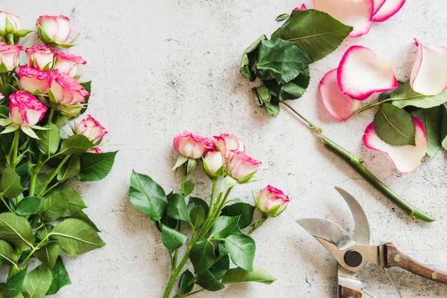 Tijeras de jardín con rosas sobre fondo de hormigón.