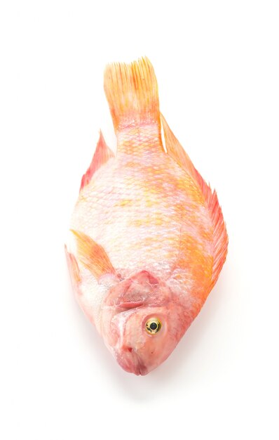 Tilapia roja