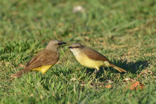 Tirano del ganado (Machetornis rixosa) en el suelo