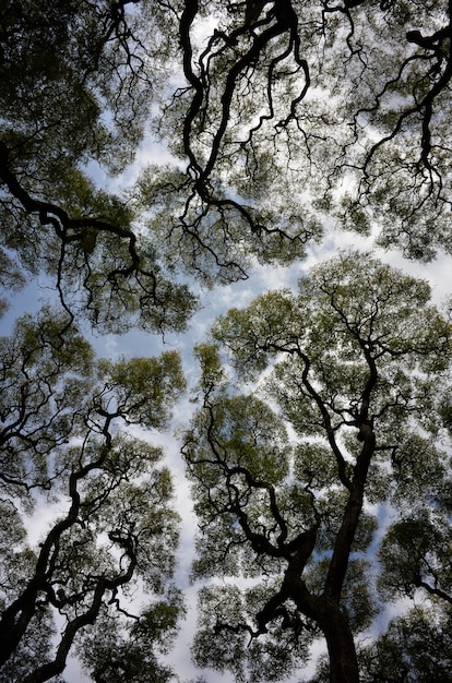 Foto gratuita tiro abstracto de gran angular de árboles tipuana tipu contra el cielo