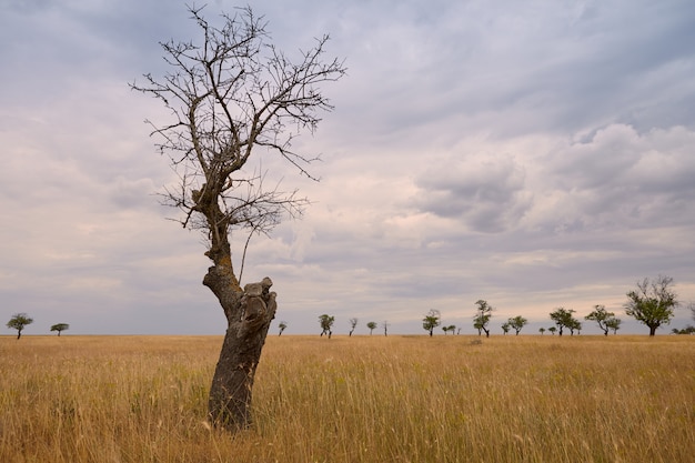 Foto gratuita tiro al aire libre del árbol desnudo solitario aislado en primer plano. cielo nublado y prado seco con árboles deshojados. summert, otoño, área rural, campo, naturaleza, concepto de medio ambiente