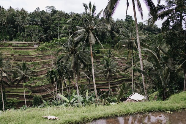 Tiro al aire libre de campos de arroz con palmeras. Foto al aire libre de paisaje exótico con bosque tropical