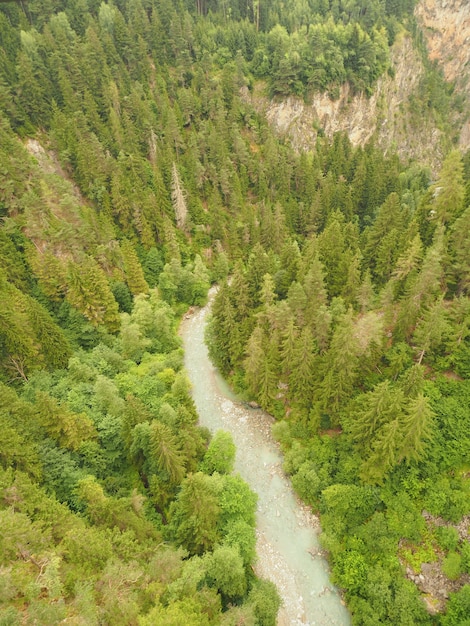 Tiro de alto ángulo de un bosque de pinos con corriente de agua corriente