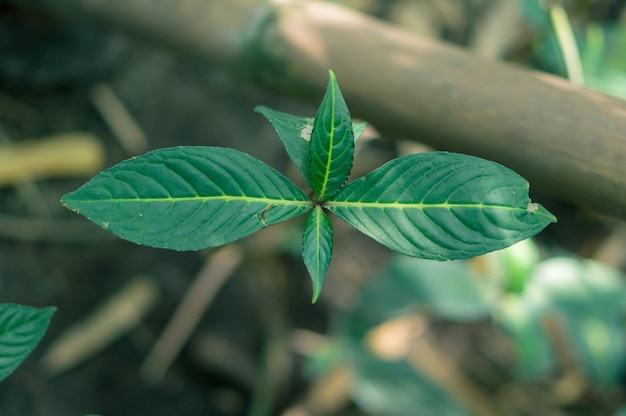 Tiro de alto ángulo de enfoque selectivo de hojas verdes