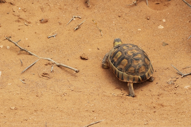 Tiro de alto ángulo de una hermosa tortuga caminando sobre el suelo cubierto de arena