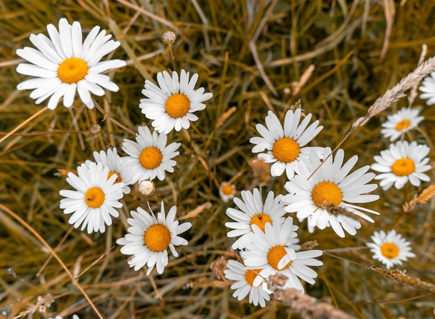 Tiro de alto ángulo de hermosas flores de margarita en un campo cubierto de hierba