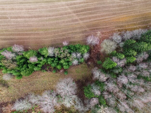 Tiro alto ángulo de hermosos árboles en un bosque