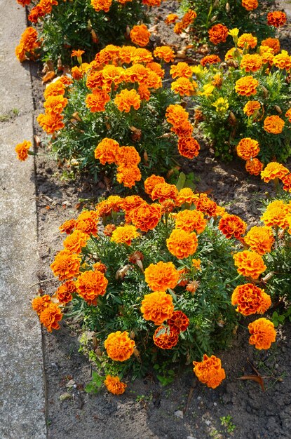 Tiro de alto ángulo vertical de flores de caléndula mexicana naranja en arbustos cerca de una calle