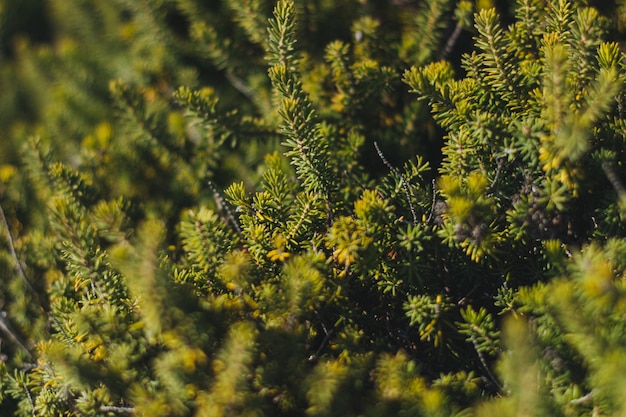 Tiro de ángulo alto de un bosque lleno de diferentes tipos de árboles y otras plantas