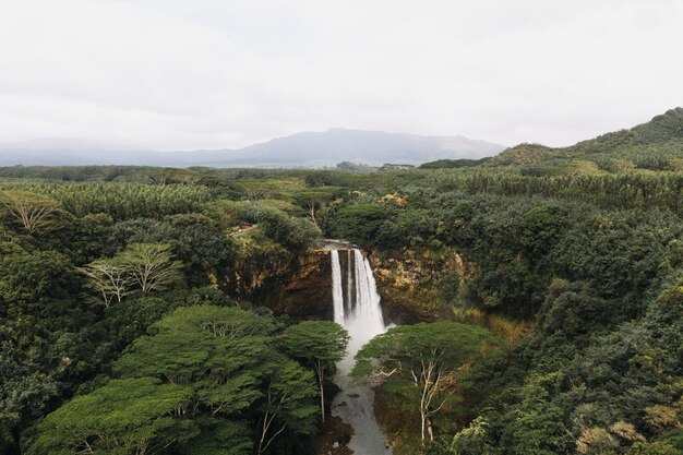 Tiro de ángulo alto de cascadas en el bosque