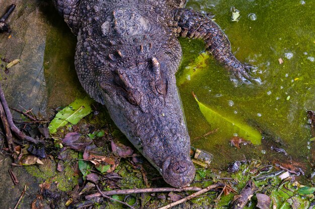 Tiro de ángulo alto de un cocodrilo en un lago sucio en la selva