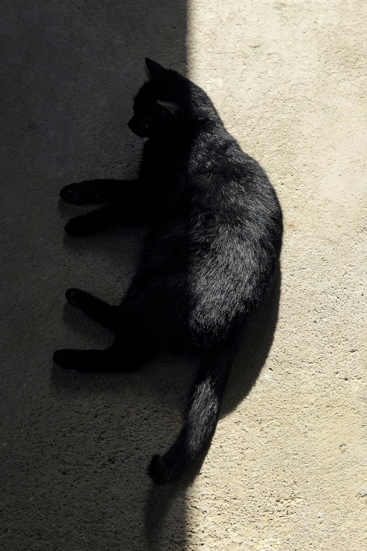 Foto gratuito tiro de ángulo alto de un gato negro acostado en el suelo