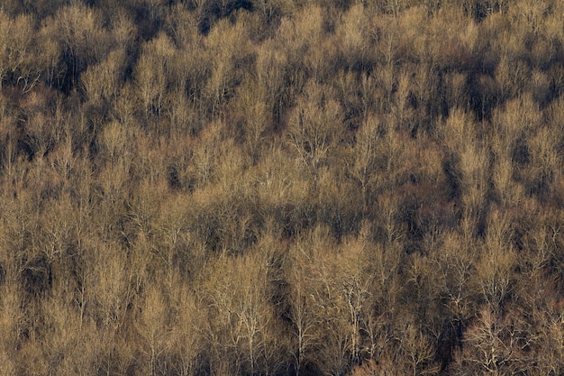 Tiro de ángulo alto de un gran bosque de árboles secos en Istria, Croacia