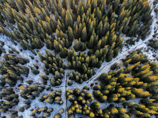 Tiro de ángulo alto de un gran bosque cubierto de nieve