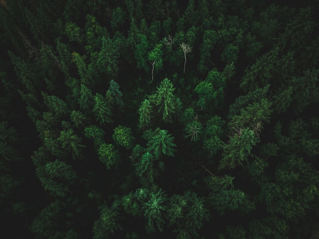 Tiro de ángulo alto de una hermosa selva tropical con árboles exóticos