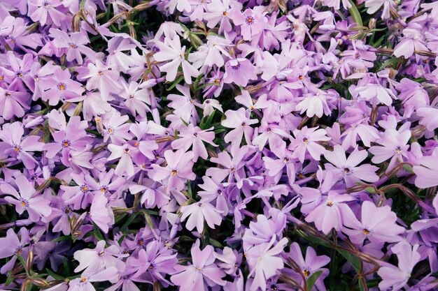 Tiro de ángulo alto de hermosas flores de color púrpura en un campo capturado en un día soleado