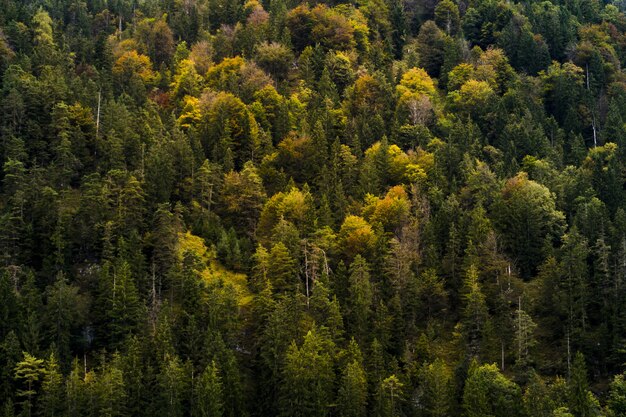 Tiro de ángulo alto de un hermoso bosque con árboles de colores otoñales
