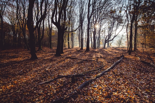 Tiro de ángulo alto de hojas de otoño rojas en el suelo en un bosque con árboles en la parte posterior al atardecer