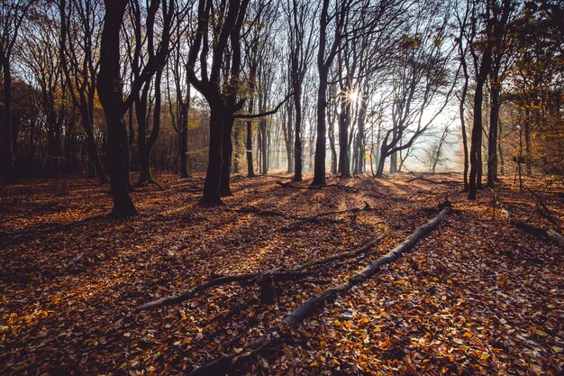 Tiro de ángulo alto de hojas de otoño rojas en el suelo en un bosque con árboles en la parte posterior al atardecer