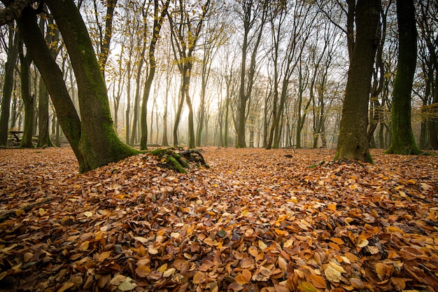 Foto gratuita tiro de ángulo alto de hojas de otoño en el suelo del bosque con árboles