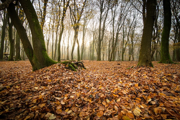 Tiro de ángulo alto de hojas de otoño en el suelo del bosque con árboles