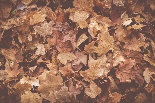 Tiro de ángulo alto de hojas secas en el suelo en otoño