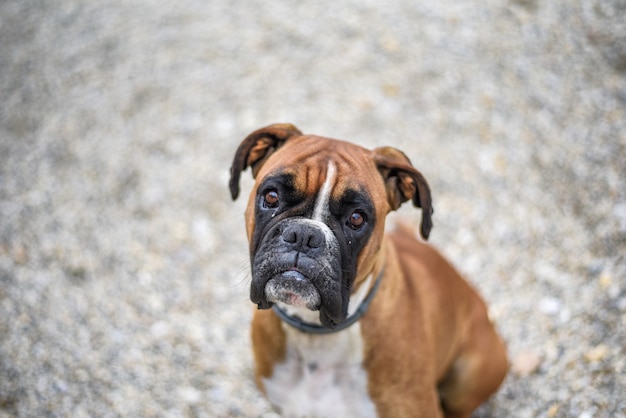 Tiro de ángulo alto de un lindo perro boxer