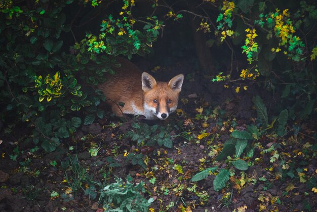 Tiro de ángulo alto de un lindo zorro tirado en el suelo en el bosque rodeado de vegetación