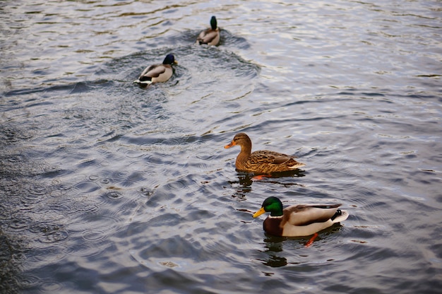 Tiro de ángulo alto de los lindos patos nadando en el lago