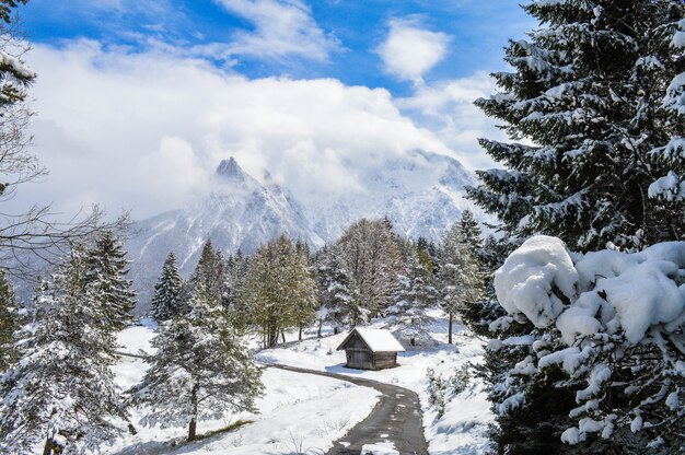 Tiro de ángulo alto de montañas, cabaña y hermosos árboles cubiertos de nieve