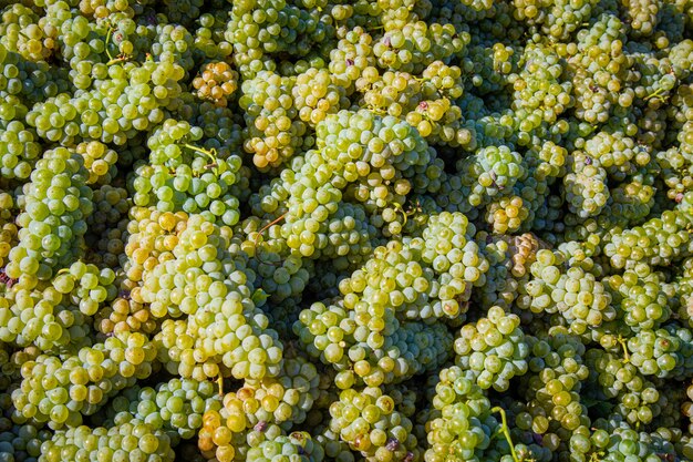 Tiro de ángulo alto de un montón de deliciosas uvas verdes bajo la luz del sol