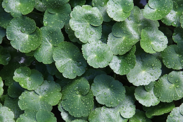 Tiro de ángulo alto de pennyworts flotantes con gotas de lluvia sobre ellos bajo la luz del sol